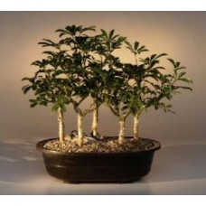 Hawaiian Umbrella Bonsai Tree
Five Tree Forest Group
(arboricola schefflera 'luseanne')