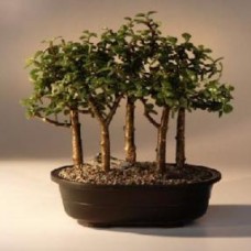 Baby Jade Bonsai Tree
Five Tree Forest Group
(Portulacaria Afra)