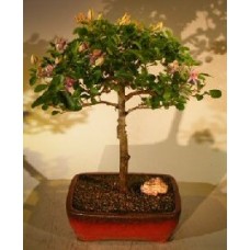 Flowering Lavender Star Flower Bonsai Tree - Large
(Grewia Occidentalis)