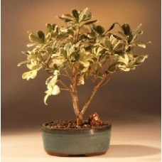 Flowering Japanese Mock Orange Bonsai Tree - Variegated
(pittosporum tobira variegata)