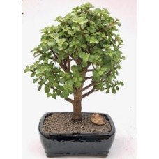 Baby Jade Bonsai Tree - Large
(Portulacaria Afra)