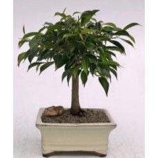Oriental Ficus Bonsai Tree - Medium(ficus benjamina 'orientalis')