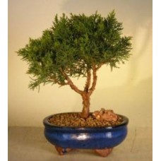 Shimpaku Bonsai Tree - Medium
(shimpaku itoigawa)