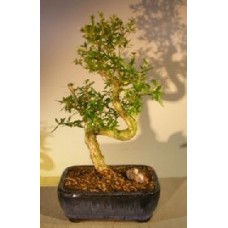 Chinese Flowering White Serissa - Tree of a Thousand Stars - Medium
Curved Trunk Style
(Serissa Japonica)