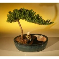Juniper Bonsai Tree/Water Bonsai Pot - Medium
(juniper procumbens 
