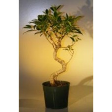 Pre Bonsai Ficus Retusa Bonsai - Large
Curved Trunk Style