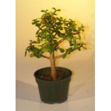 Pre Bonsai Baby Jade Bonsai Tree - Medium
(Portulacaria Afra)