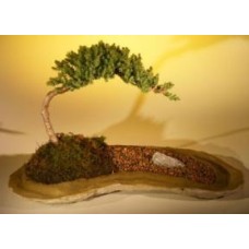 Juniper Bonsai Tree
Planted on a Rock Slab
(juniper procumbens 