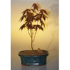 Japanese Red Maple Bonsai Tree - Small
(acer palmatum 'atropurpureum')