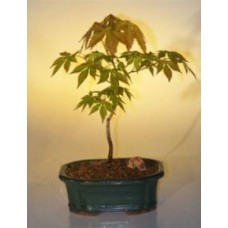 Japanese Green Maple Bonsai Tree - Small
(acer palmatum)