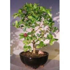 Flowering Dwarf Weeping Barbados Cherry Bonsai Tree - Large
(malpighia Pendiculata)