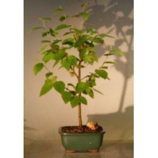 River Birch Bonsai Tree
(betula nigra)