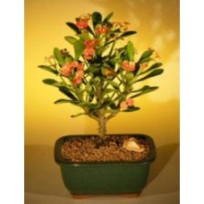 Flowering Crown of Thorns Bonsai Tree - Red / Salmon(euphorbia milii)