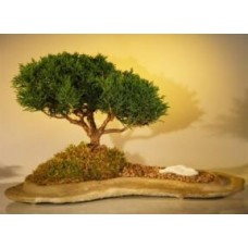 Shimpaku Juniper Bonsai Tree
Planted on a Rock Slab
(juniperus chinensis)
