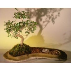 Chinese Elm Bonsai Tree On Rock Slab
(ulmus parvifolia)