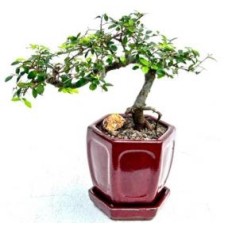 Chinese Elm Bonsai Tree - Semi Cascade Style
(ulmus parvifolia)