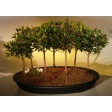 Flowering Brush Cherry Bonsai Tree
Seven Tree Forest Group
(eugenia myrtifolia)