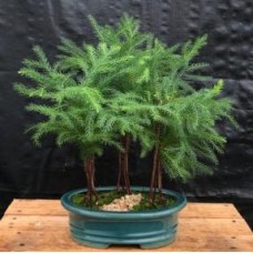 Norfolk Island Pine Bonsai Tree
Three (3) Tree Forest Group
(araucaria heterophila)