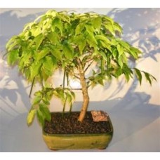 Flowering Water Jasmine Bonsai Tree - Large
(wrightia religiosa)