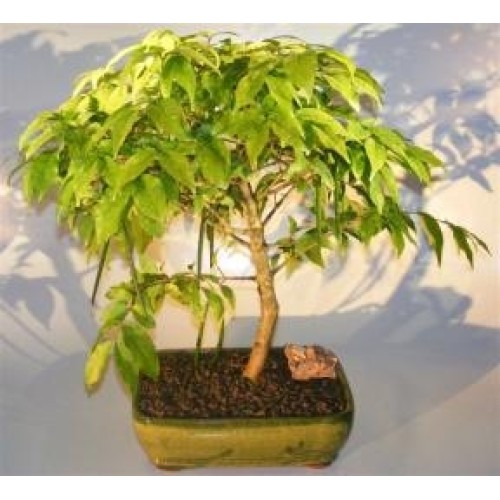 Flowering Water Jasmine Bonsai Tree - Large
(wrightia religiosa)