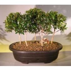 Flowering Brush Cherry Bonsai Tree
Five Tree Forest Group
(eugenia myrtifolia)