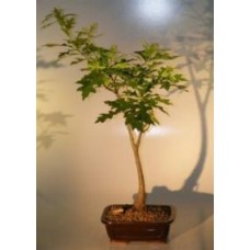 Pin Oak Bonsai Tree
('quercus palustris')