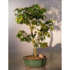 Flowering Dwarf Red Powder Puff Bonsai Tree
(calliandra schultzei 'rose cascade')