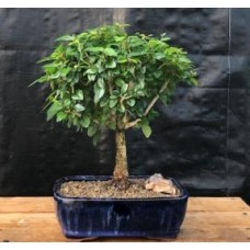 Flowering Parrot's Beak Bonsai Tree - Large
(gmelina philippensis)