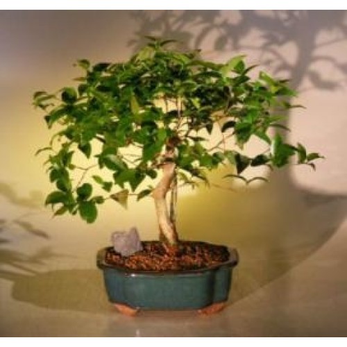 Flowering Surinam Cherry Bonsai Tree
(eugenia uniflora)