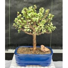 Baby Jade Bonsai Tree - Large
Aged and Variegated
(portulacaria afra variegata)