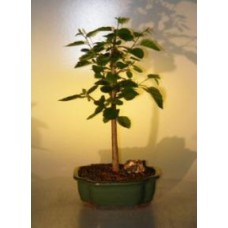 Paper Birch Bonsai Tree
(betula papyrifera)