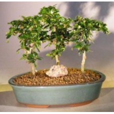 Flowering Fukien Tea Bonsai Tree
Three Tree Forest Group
(ehretia microphylla)