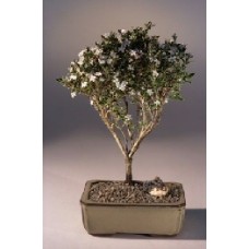 Flowering Mount Fuji Serissa - Large
(serissa foetida)