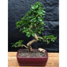 Fukien Tea Flowering Bonsai Tree - Extra Large
Curved Trunk Style
(ehretia microphylla)