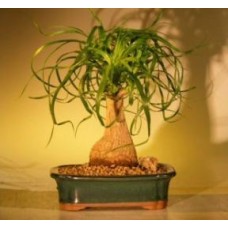 Ponytail Palm Bonsai Tree - Medium
(beaucamea recurvata)