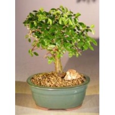 Chinese Elm Bonsai Tree - Aged
Straight Trunk Style - Medium
(ulmus parvifolia)
