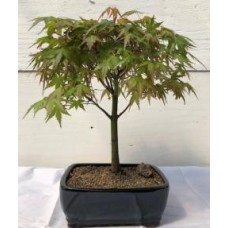 Japanese Green Maple Bonsai Tree - Large
(acer palmatum)