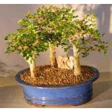 Chinese Elm Bonsai Tree - Aged
Three (3) Tree Forest Group
(ulmus parvifolia)