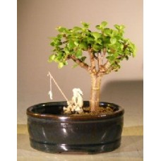 Baby Jade Bonsai Tree
Land/Water Pot - Small
(Portulacaria Afra)