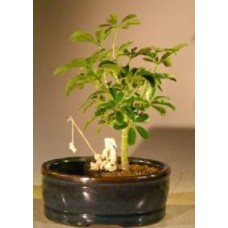 Hawaiian Umbrella Bonsai Tree
Land/Water Pot - Small
(arboricola schefflera 'luseanne')