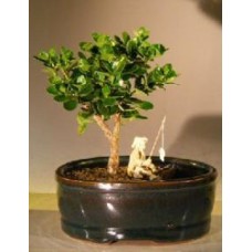 Flowering Dwarf Plum Bonsai Tree
Land/Water Pot - Small
(carissa macrocarpa)