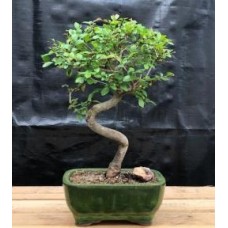Chinese Elm Bonsai Tree
Trained Curve Trunk Style - Small
(Ulmus Parvifolia)