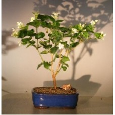 Flowering Arabian Jasmine
(jasminum sambac)