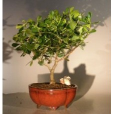 Flowering Tropical Dwarf Apple Bonsai Tree
Extra Large
(clusia rosea 'nana')