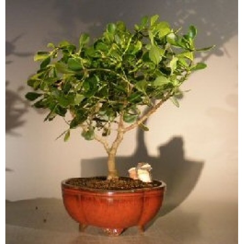 Flowering Tropical Dwarf Apple Bonsai Tree
Extra Large
(clusia rosea 'nana')