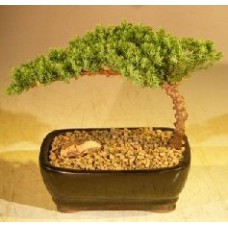Juniper Bonsai Tree
Complete Starter Kit