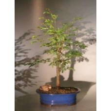 Flowering Horseflesh Mahogany Bonsai Tree - Large
(lysiloma sabicu)