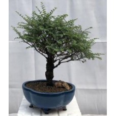 Chinese Seiju Elm Bonsai Tree
(ulmus parvifolia 'seiju')