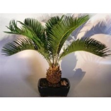 Sago Palm Bonsai Tree
(cycas revoluta)