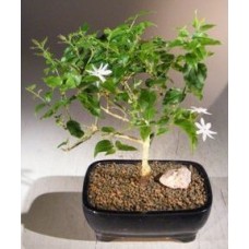 Flowering Downy Jasmine Bonsai Tree
(jasminum 'multiflorum')